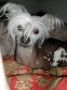 Smartts Mia-My Morning Star Chinese Crested