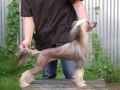 True Magnifisen Innovation Chinese Crested