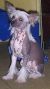 Philelen Hot Totty Of Doucai Chinese Crested