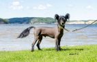 Fiery Fame Uber Black Chinese Crested