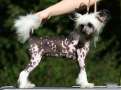 Twice as Nice Razzle Dazzle Chinese Crested