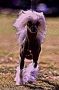 Yorkhouse Warrior King Chinese Crested
