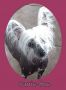 Altair Woodlyn Devil May Care Chinese Crested