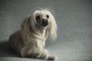 Barbie Bahema Lav To The Top Chinese Crested
