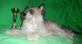 Bambina the Best East Sharm Chinese Crested