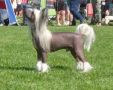 Frostice Allow Me Chinese Crested