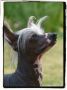 Lionheart Kween's Kocktail Chinese Crested