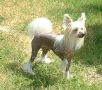 Galaxy's Man N The Moon Chinese Crested