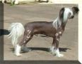 Habiba Devil In Disguise At Debrita Chinese Crested
