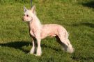 Schotborgs Pink Panther Chinese Crested