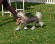 Stars at Sea Heart of Darkness for Mali Zmaj Chinese Crested
