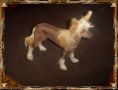 Outlaw's Prairie Fire Chinese Crested