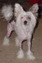 Woodlyn Heirloom Jewels Chinese Crested