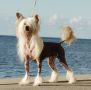 Sun-Hee's Dressed For Success Chinese Crested
