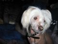 Rosbos Pozzard Chinese Crested
