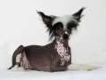 Anda Frelsis Ipomaea Chinese Crested