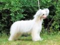 Garnox Head Over Heels Chinese Crested