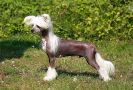 Sun Dan Special Case Chinese Crested