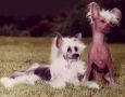 Tebroc's China Rose Chinese Crested