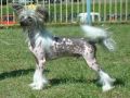 Ch.Enriquillo Avokaduh Chinese Crested