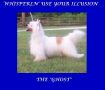 Whisper Ln' Use Your Illusion Chinese Crested