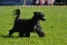 Stormblstens Obsidian Sorceress Chinese Crested