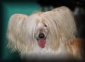 Melody d'Amour de GabriTho Chinese Crested