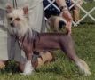 Gingery's Stellaluna Chinese Crested