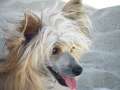 Piciri Cleo Claire Chinese Crested