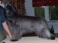 Belshaw's Vanessa Chinese Crested