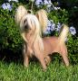 Gin-De's Brianna's Twlight HL Chinese Crested
