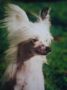 Moonswift Frilly Lilley Chinese Crested