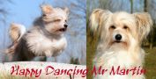 Happy Dancing Mr Martin Chinese Crested