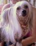 StripPoker's Do U Think I Am Sexy Chinese Crested