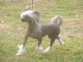 Saxor Sapphire Chinese Crested
