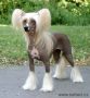 Gessi Modry kvet Chinese Crested