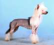 Angel O' Check Bagira. Chinese Crested