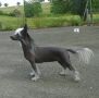 Hollywood Little Star Chinese Crested