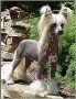 Cryptonite N'Co Chinese Crested