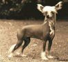 Zucci Limited Edition of Jokima Chinese Crested