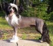 Legends Top Gun Chinese Crested