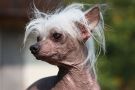 Ping Pong Allin i K Chinese Crested