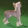 Vanitonia Jasons Boy For Sophijace Chinese Crested