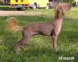 Top & Trendy Casidi Chinese Crested