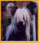 Cover Girl von Shinbashi Chinese Crested