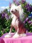 Angelcrest Carbon Breezer Chinese Crested