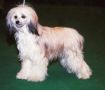 Prefix Opium Rose Chinese Crested