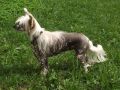 J.P Bejoice Flower Sidabrine Tuopa Chinese Crested
