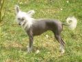 chikita de l'elixir d'amour Chinese Crested