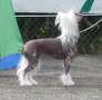 Stormblstens Heavenly Creature Chinese Crested